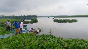 Siembra Centro 200 mil alevines de mojarra en la laguna del vigía.