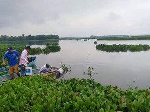 Siembra Centro 200 mil alevines de mojarra en la laguna del vigía.