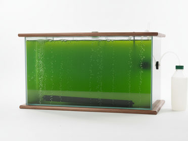 How to Start Spirulina Farming and Produce Fresh Algae Year-Round