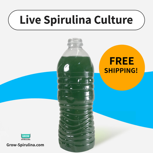 Spirulina Culture LIVE Spirulina Culture Grow Spirulina