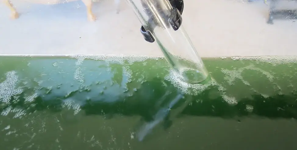Spirulina growing process