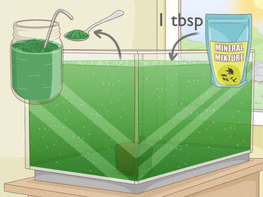 Live Spirulina Culture - Growing Spirulina Superfood