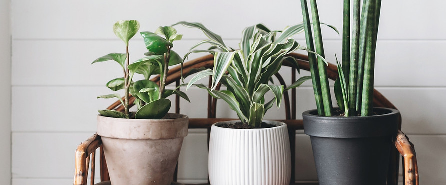 Three Plants_edited.jpg