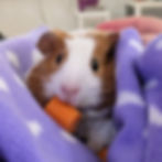 MGPR foster Chappell Roan