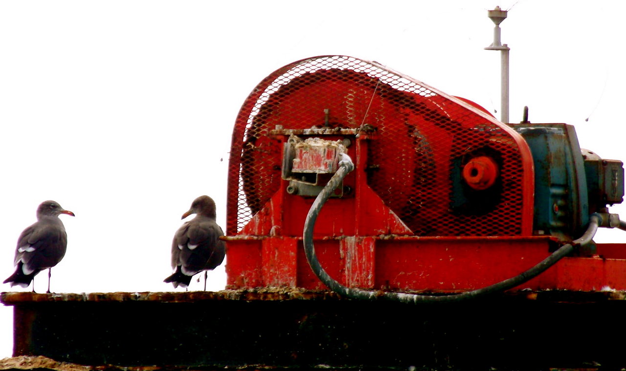 seagulls & a generator