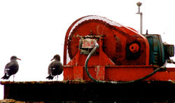 seagulls & a generator