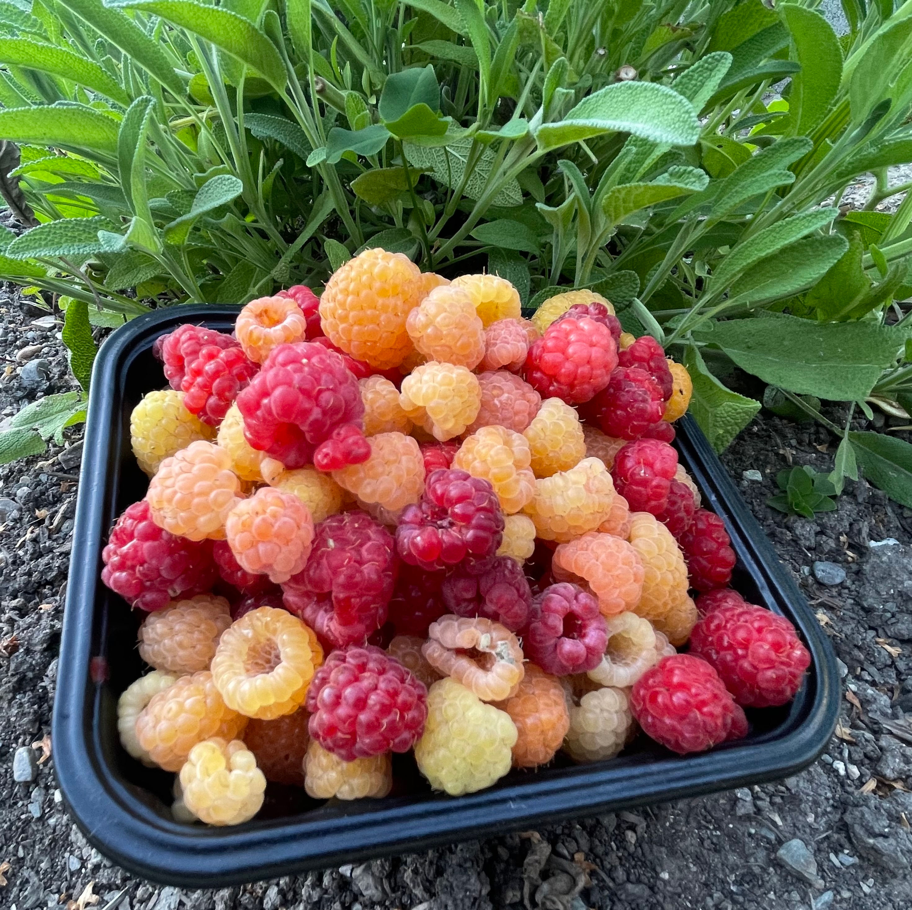 Raspberries