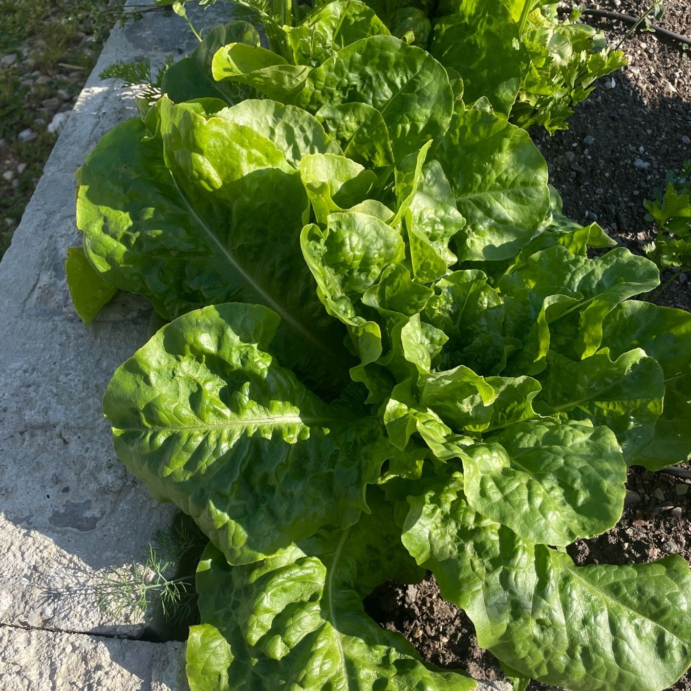 Lettuce