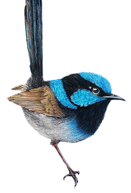 Bluebird.png