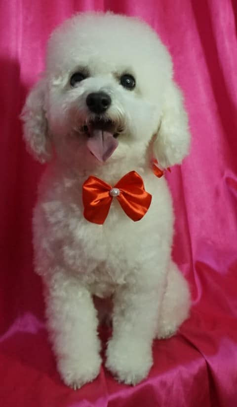 49010350_555279618232591_762595434662618