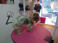 46304533_533886640371889_505751107122547