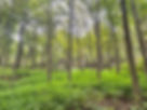 IMG_3084.jpeg
