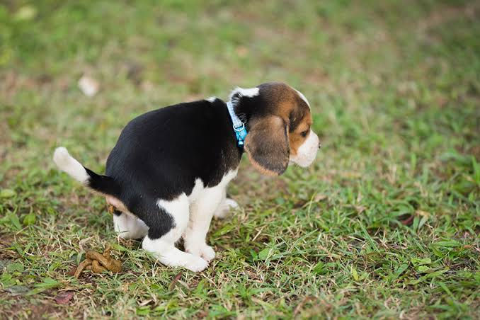 How Dog Waste Spreads Bacteria Around Your Home