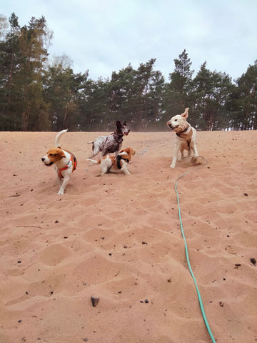 Gassiservice Nürnberg