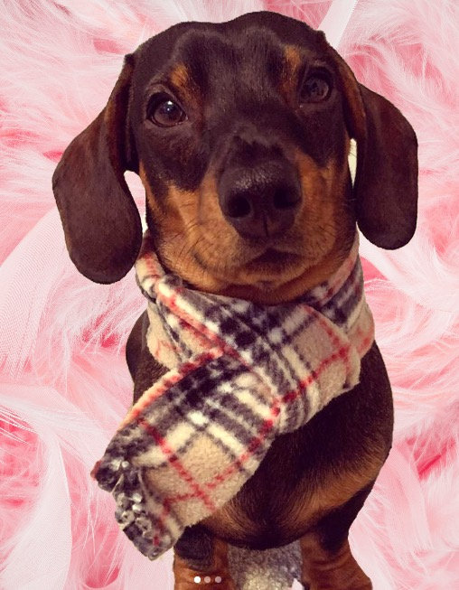 dog in scarf