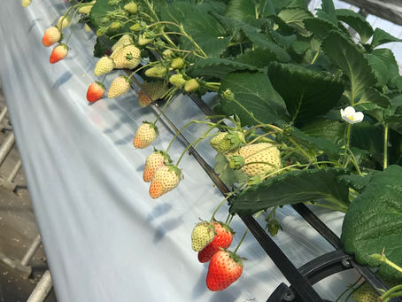 16日17日は休園です