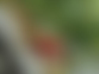 イチゴ狩りのお知らせです