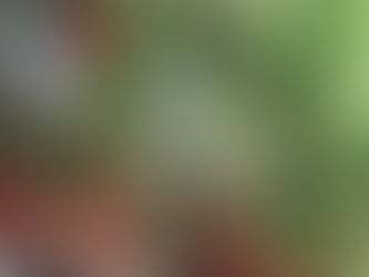 17日(月)〜21日(金)イチゴ狩りを営業します　9時開園します  22日(土)23日(日)は8時15分開園します