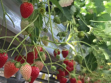 17日(月)〜21日(金)イチゴ狩りを営業します　9時開園します  22日(土)23日(日)は8時15分開園します