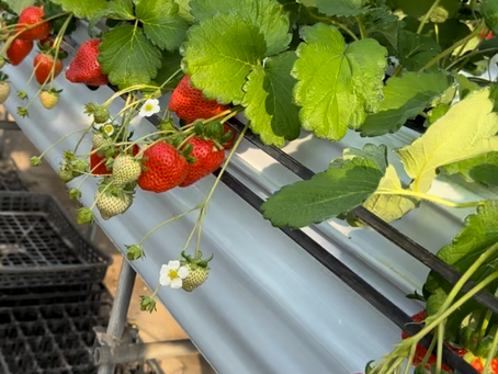 1月2日．3日イチゴ狩りを開園します
