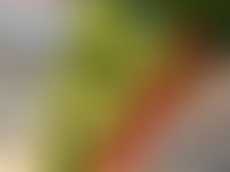 1月7日 イチゴ狩りを営業しますがイチゴの量が少ないです