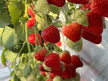 9日土曜日10日日曜日イチゴ狩りを営業します　8時開園します