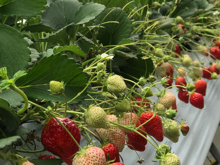 、12日(水)13日(木)、14日（金）イチゴ狩りを営業します
