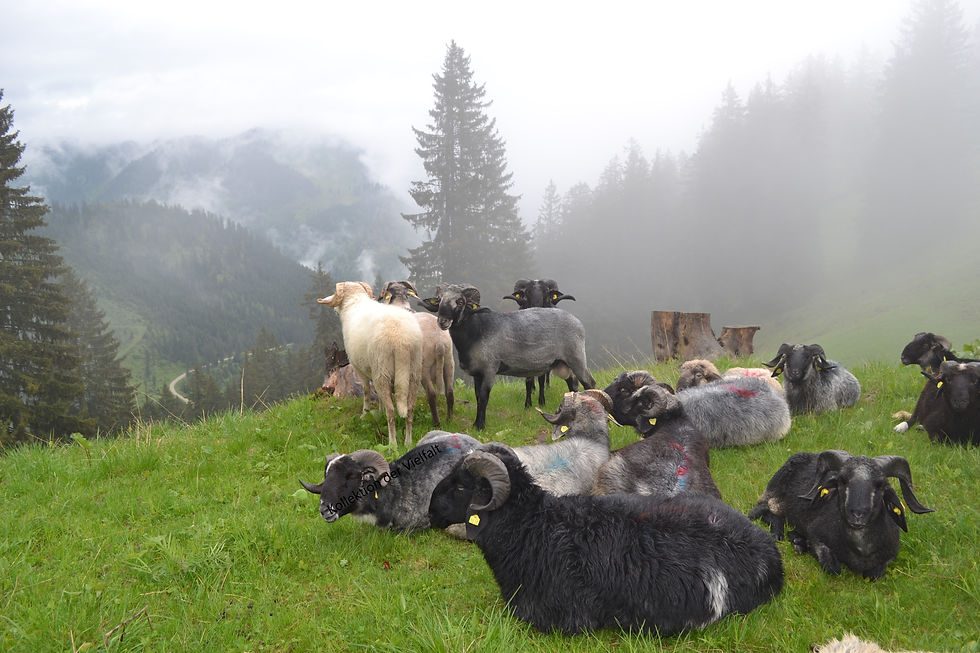 Alpine Stonesheep