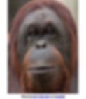 orangutang_edited.png