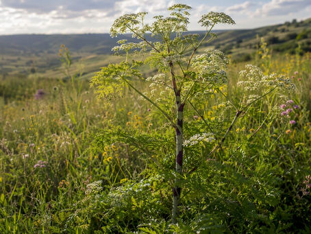 Close-up of poison hemlock stem and leaves outdoors