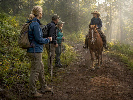 Hikers yielding to horse on forest trail