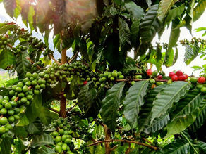 ルワンダで最高級コーヒー生産を目指す社会的企業