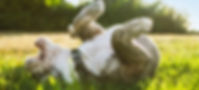 Bulldog-rolling-over-GettyImages-594831105-58a0081b3df78c47581b0502_edited.jpg