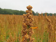 quinoa plant in Jutland Denmark