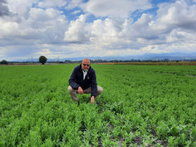 Lentil-camelina and other intercroppings