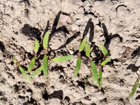 Quinoa peeks out into the fields and a new weed control project with Danish quinoa farmers has begun