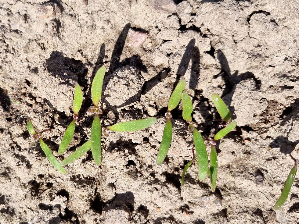 Quinoa sprouts