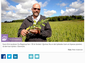 Quinoa in Denmark