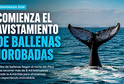 AVISTAMIENTO DE BALLENAS 2026 