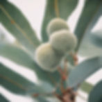 Natural Extract sources like Eucalyptus trees .jpg