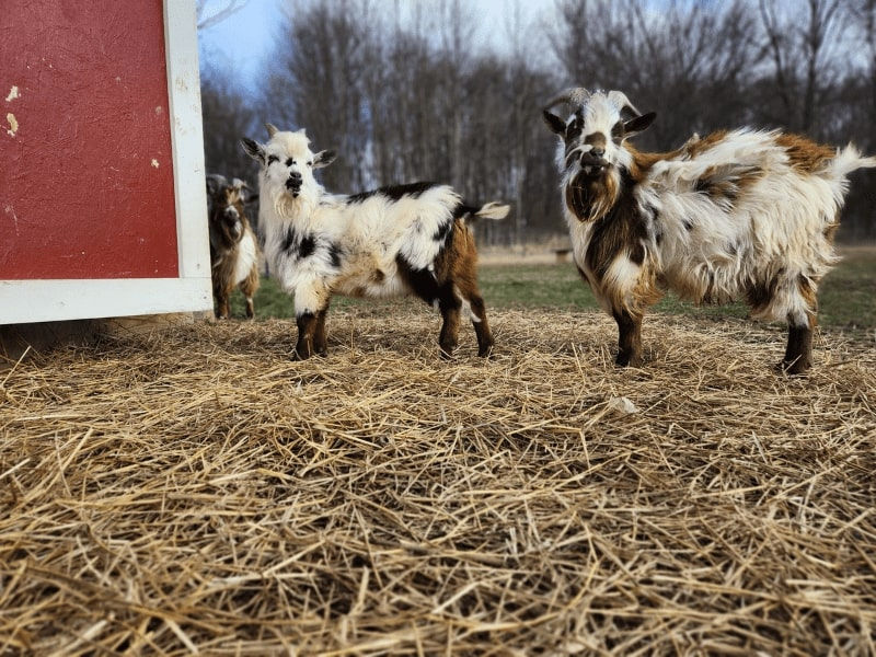 Cute Goat Names for Your Female Goats