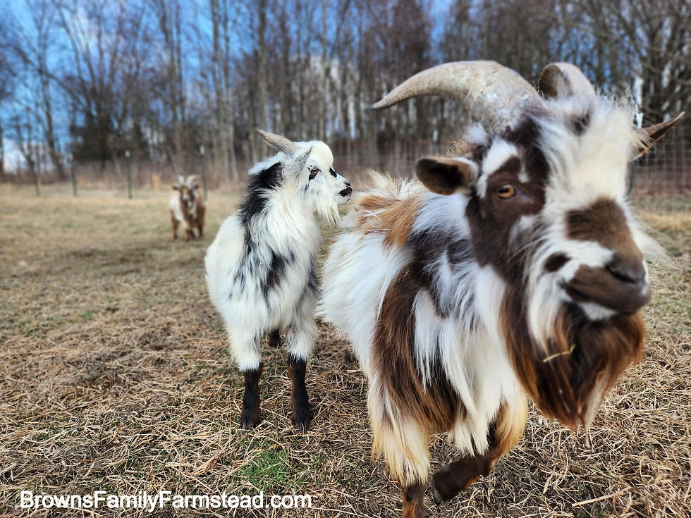 Goat Landscaping Sustainable Weed Control with Goats
