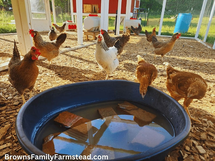 Columbian Wyandotte, Easter Egger, and Golden Comets investigating new pool