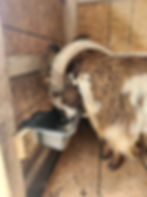 Goat Tool: Feeding Trough For Goats