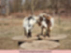 Nigerian Dwarf Goat Breed: Two Nigerian dwarf goats nose to nose on top of spools