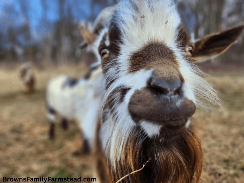 13 Surprising Facts About Goats You Didn't Know