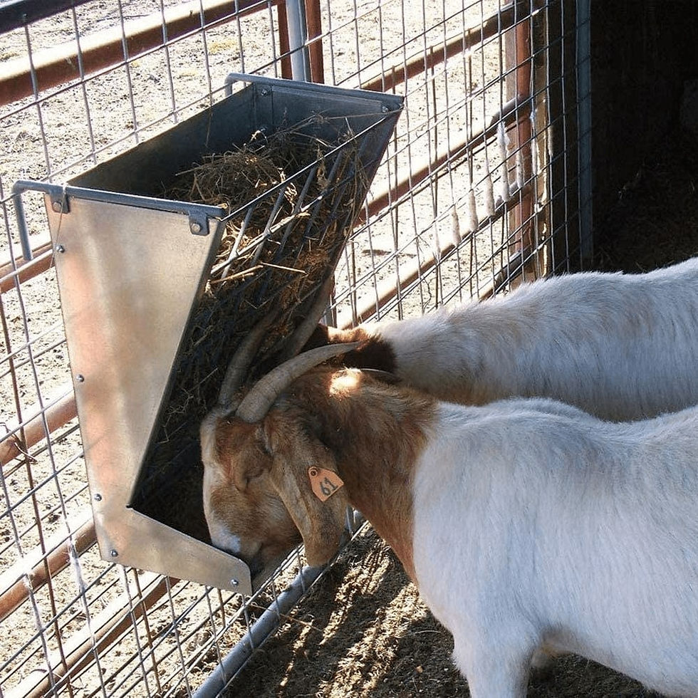 Goat Tool: Goats eating from Hay Feeder