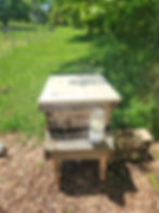 Honey Bee Fact: A hive teeming with bees demonstrates their intricate social structure and collective effort in maintaining the colony, crucial for pollination and ecosystem health.