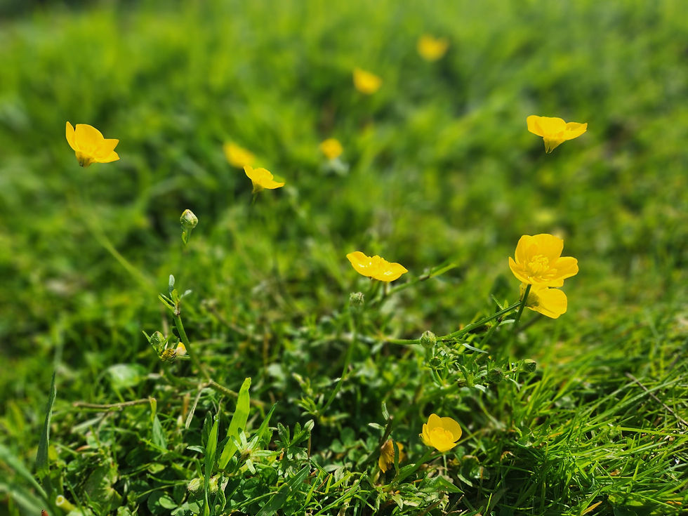 13 Plants That Are Poisonous To Goats 13 Plants That Are Poisonous To Goats