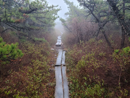 Motherly Transitions